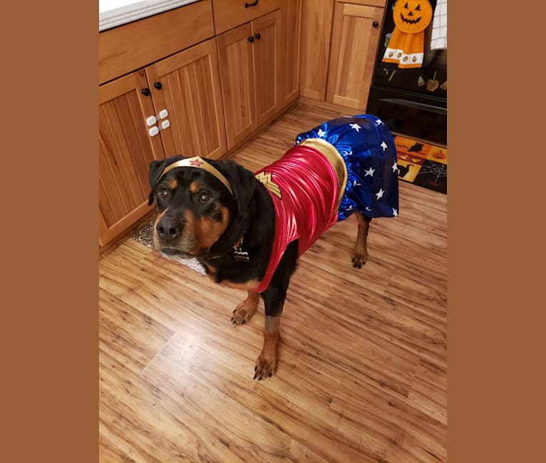Photo of Adeline, a Rottweiler  in Lancaster, Pennsylvania, USA