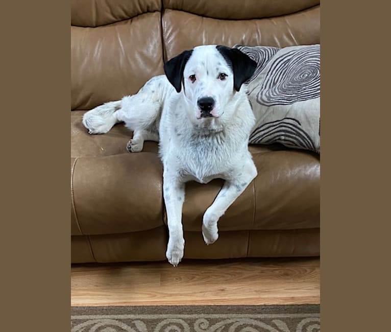 Photo of RIVER, a Great Pyrenees, Boxer, Australian Cattle Dog, and Mixed mix in Alabama, USA
