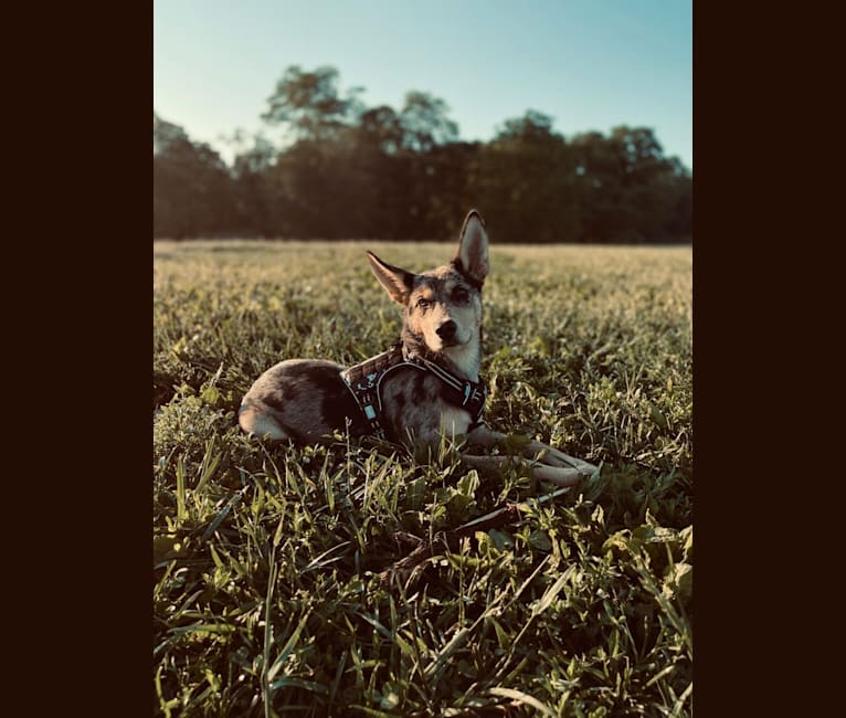Photo of Cosmo, a Siberian Husky and German Shepherd Dog mix in Morehead, Kentucky, USA