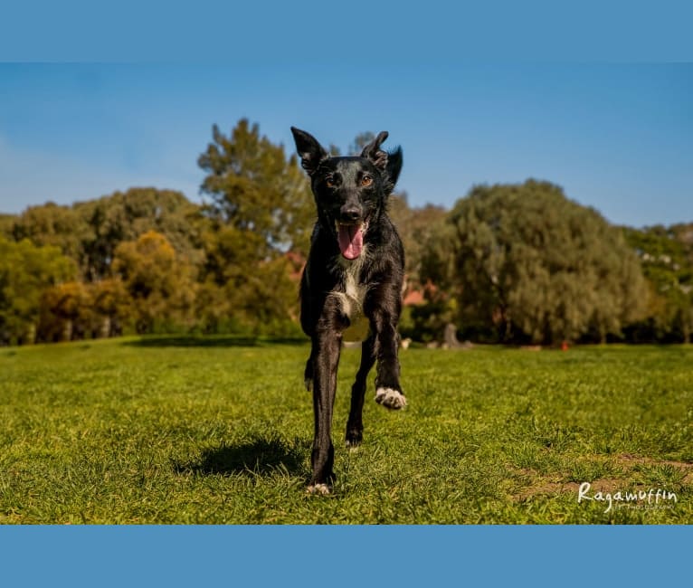 Smizeman, a Greyhound and Russell-type Terrier mix tested with EmbarkVet.com