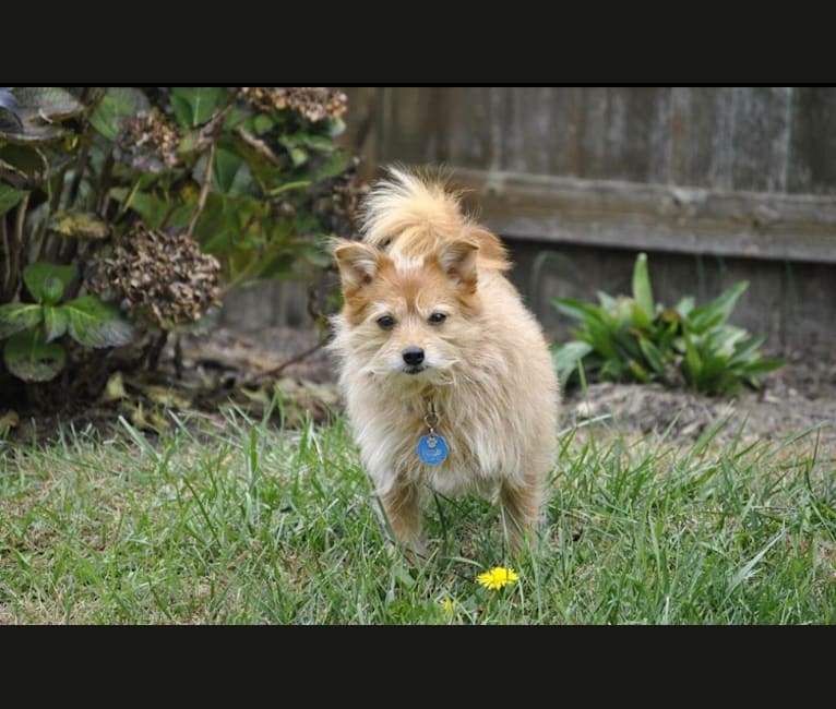 Rylie, a Pomeranian and Yorkshire Terrier mix tested with EmbarkVet.com