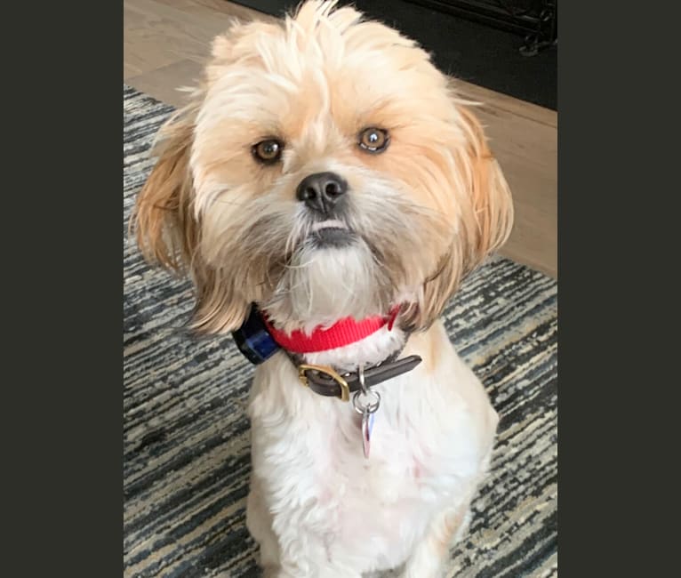 Photo of Champ, a Havanese and Cavalier King Charles Spaniel mix in North Carolina, USA