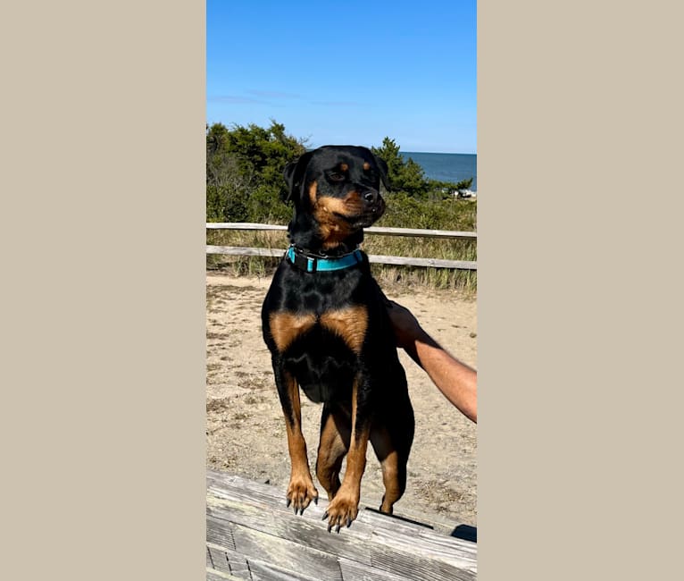 Baxter, a Rottweiler tested with EmbarkVet.com