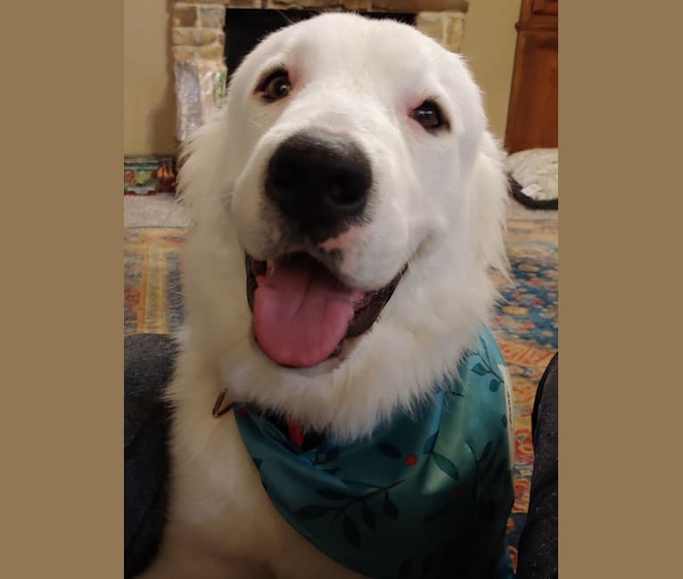 Photo of Bear, a Great Pyrenees, Labrador Retriever, and American Pit Bull Terrier mix in Lantana, Texas, USA