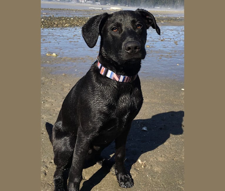 Theo, a Dalmatian and German Shepherd Dog mix tested with EmbarkVet.com