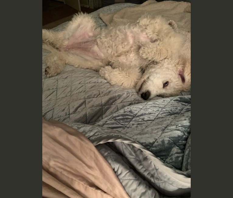 Photo of Bella, a Poodle (Standard)  in Fort Worth, Texas, USA