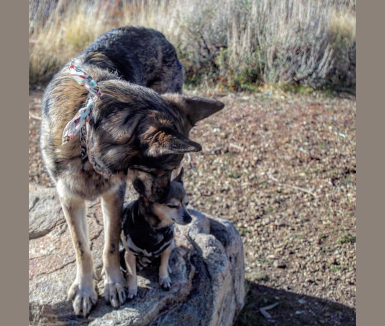 Riley, a German Shepherd Dog and Siberian Husky mix tested with EmbarkVet.com