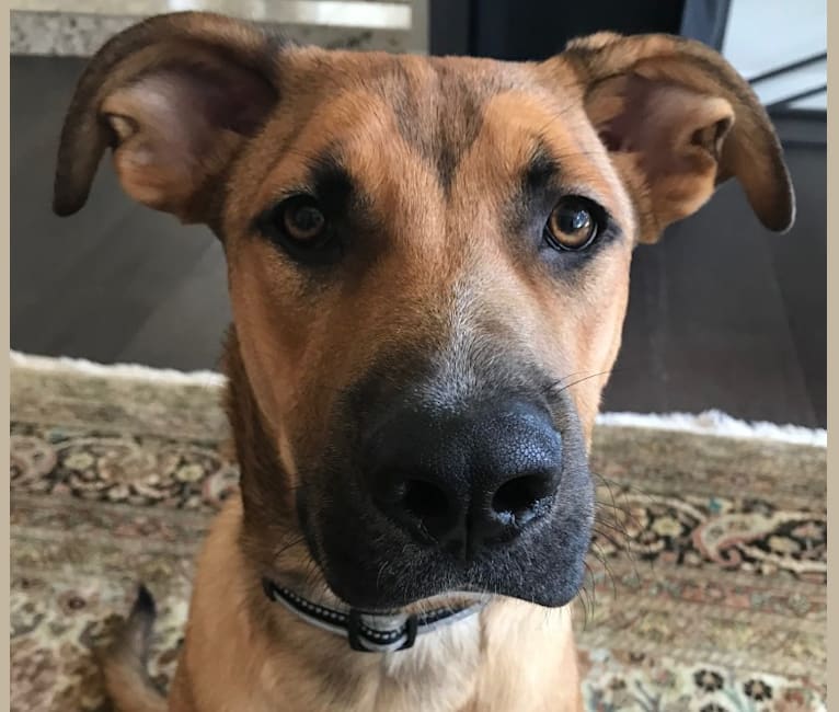 Embark Dog DNA Test Breed