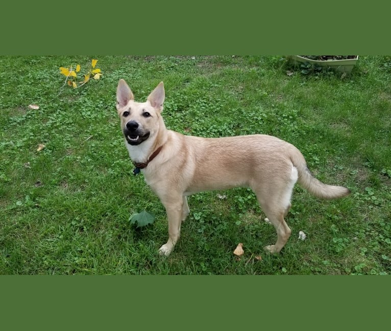 Minerva, a German Shepherd Dog and Australian Cattle Dog mix tested with EmbarkVet.com