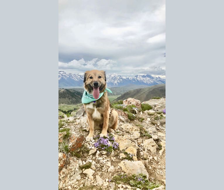 Akela, an American Pit Bull Terrier and Australian Cattle Dog mix tested with EmbarkVet.com
