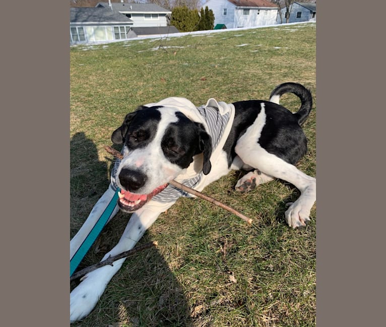 Roman, a Great Dane and Great Pyrenees mix tested with EmbarkVet.com