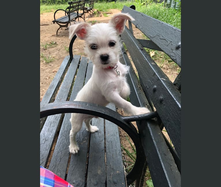 Apollonius, a Shih Tzu and Chihuahua mix tested with EmbarkVet.com