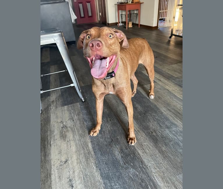 Bristol, an American Pit Bull Terrier and Doberman Pinscher mix tested with EmbarkVet.com
