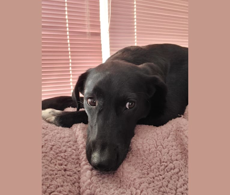 Kevin, a Labrador Retriever and Brittany mix tested with EmbarkVet.com