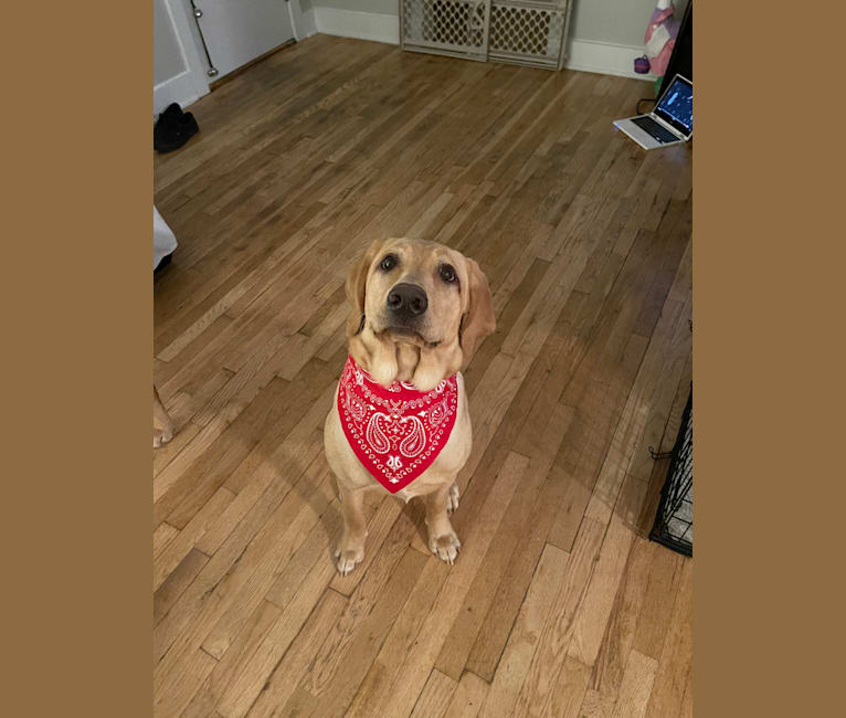 Ziggy, a Labrador Retriever tested with EmbarkVet.com