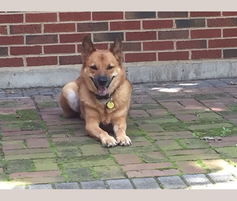 Corgi german shepherd sale akita mix