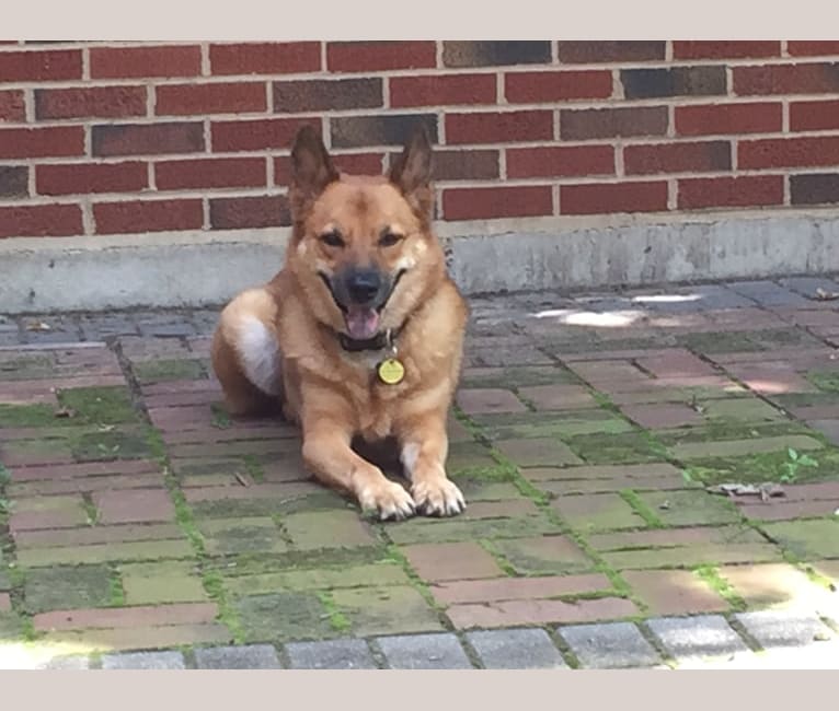 Brady, a German Shepherd Dog and Akita mix tested with EmbarkVet.com