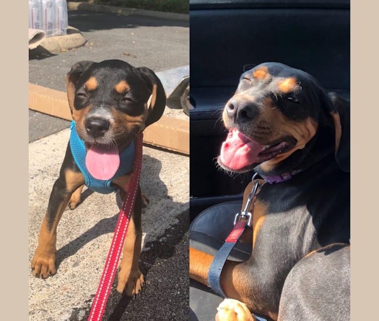 Ruby, a Bluetick Coonhound and Boxer mix tested with EmbarkVet.com