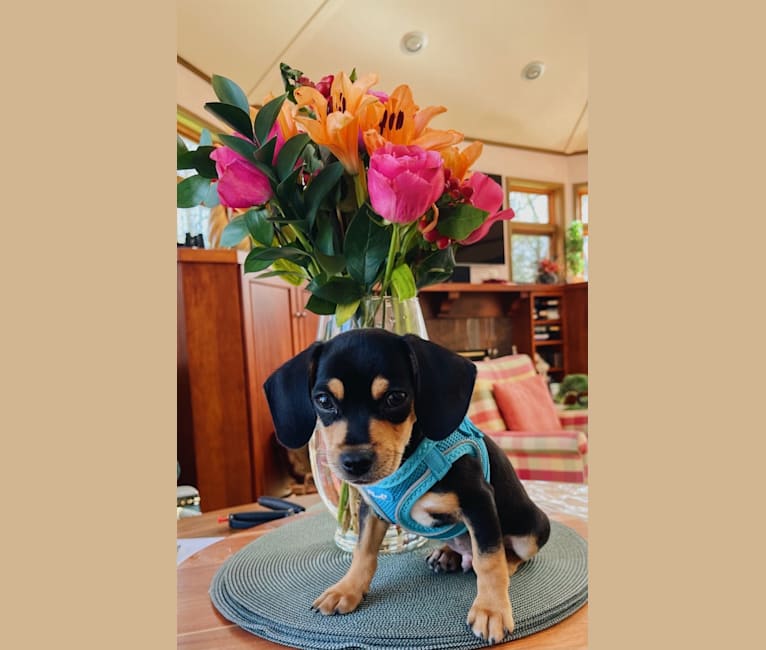Photo of Sully, a Beagle and Chihuahua mix in Texas, USA