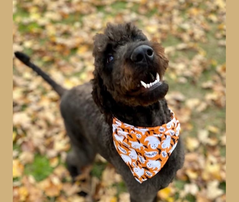 Bowie, an Airedale Terrier and Poodle (Standard) mix tested with EmbarkVet.com