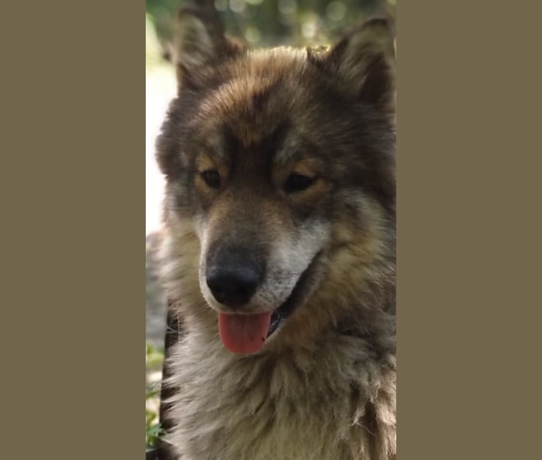 Wolf, a Siberian Husky tested with EmbarkVet.com