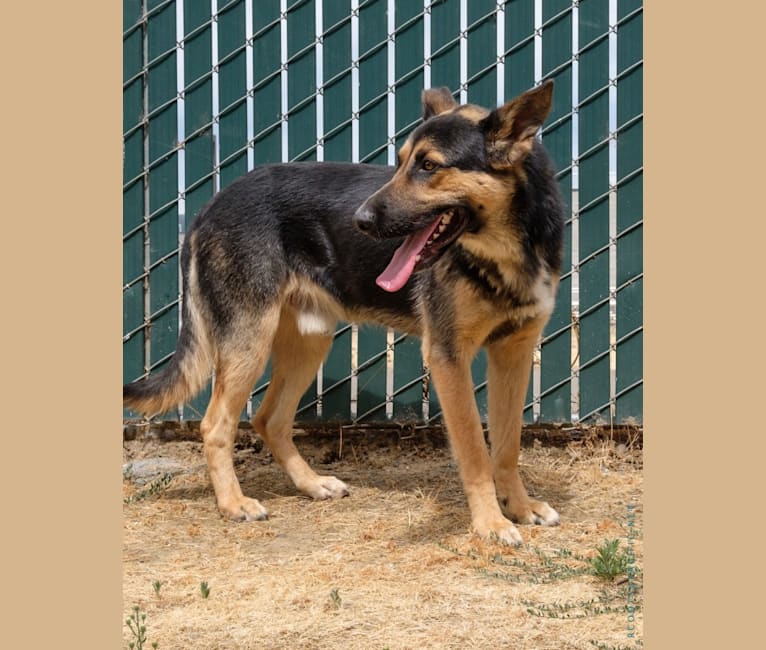 Embark Dog Dna Test Breed