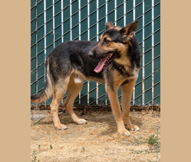 Tomas, a German Shepherd Dog and Cane Corso mix tested with EmbarkVet.com