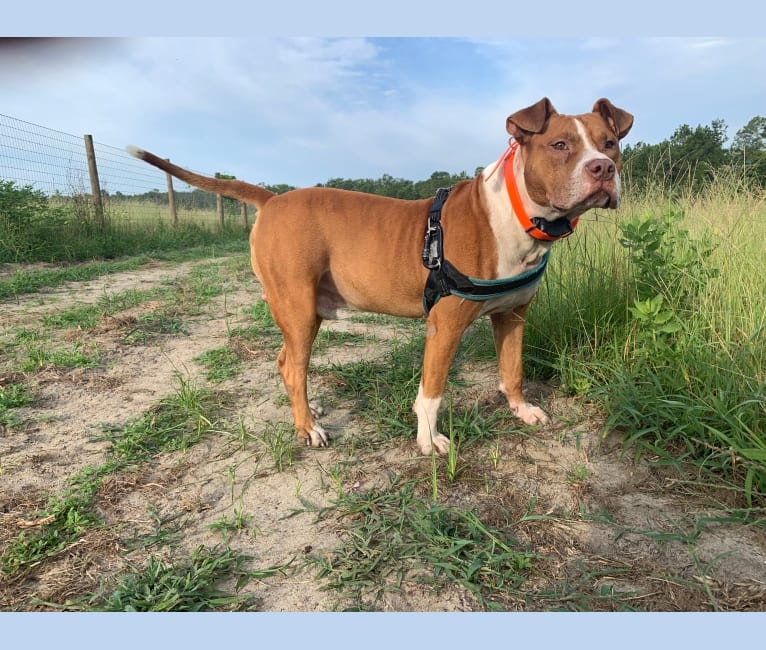 American bulldog mixed clearance with pitbull terrier