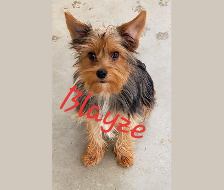 Blayze, a Yorkshire Terrier tested with EmbarkVet.com