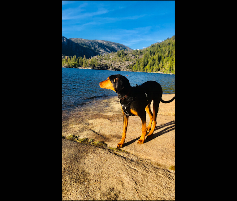 Photo of Sheba, a Doberman Pinscher and Treeing Walker Coonhound mix in Butte City, California, USA