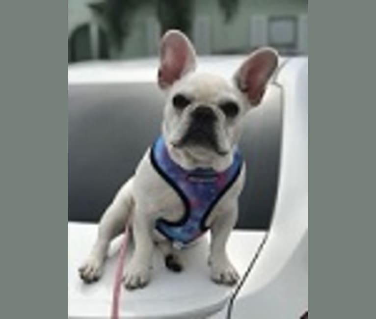 luna, a French Bulldog tested with EmbarkVet.com