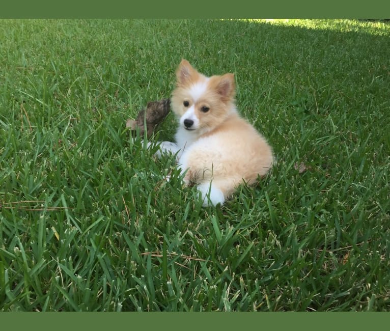 Foxley, a Pomeranian tested with EmbarkVet.com