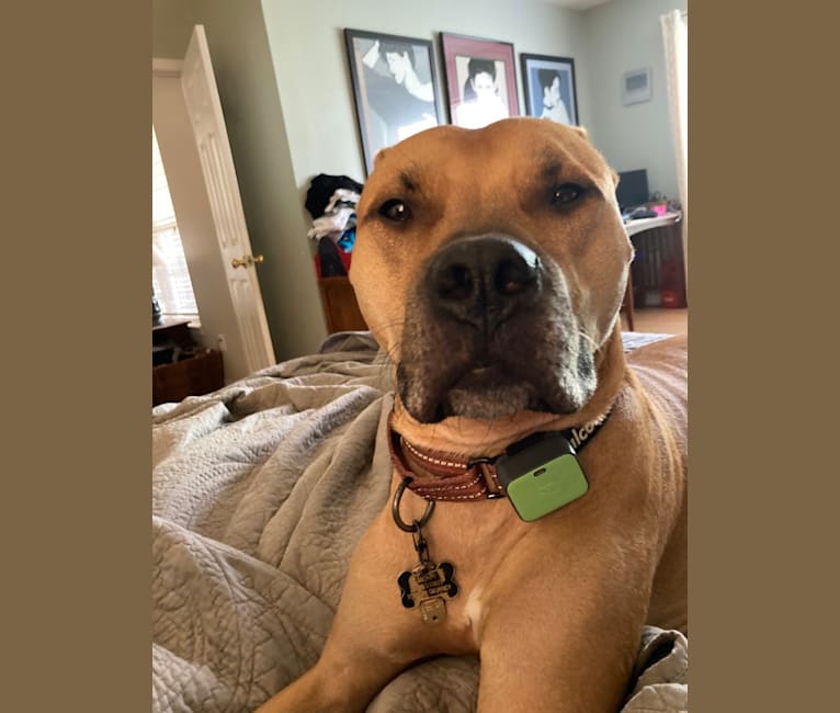 Monty, an American Pit Bull Terrier tested with EmbarkVet.com