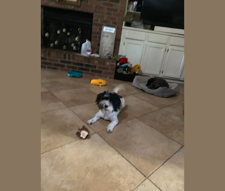 Benito, a Havanese tested with EmbarkVet.com