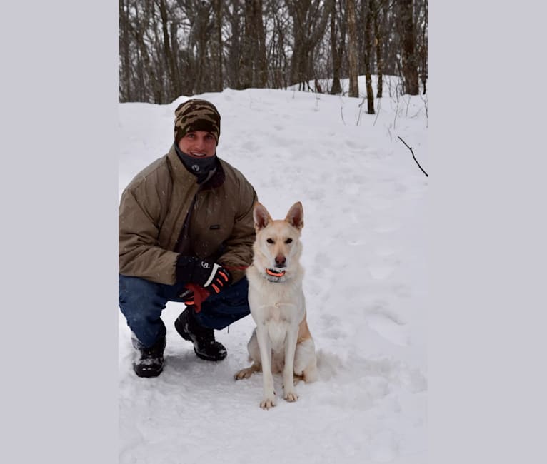 Moxie, a German Shepherd Dog and Siberian Husky mix tested with EmbarkVet.com