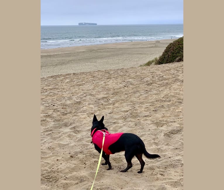Photo of Lily, a German Shepherd Dog, Chihuahua, Poodle (Small), Miniature Pinscher, and Border Collie mix in Fresno, CA, USA