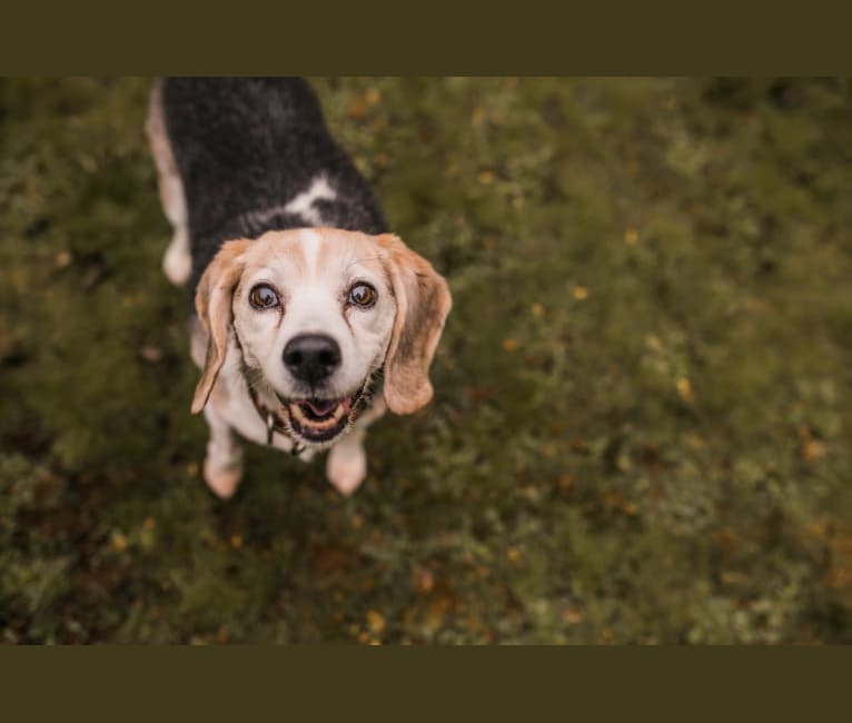 Roxanne, a Beagle tested with EmbarkVet.com
