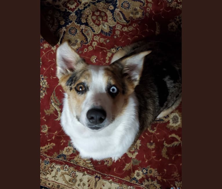 Ziggy Stardust, a Miniature/MAS-type Australian Shepherd and Pembroke Welsh Corgi mix tested with EmbarkVet.com