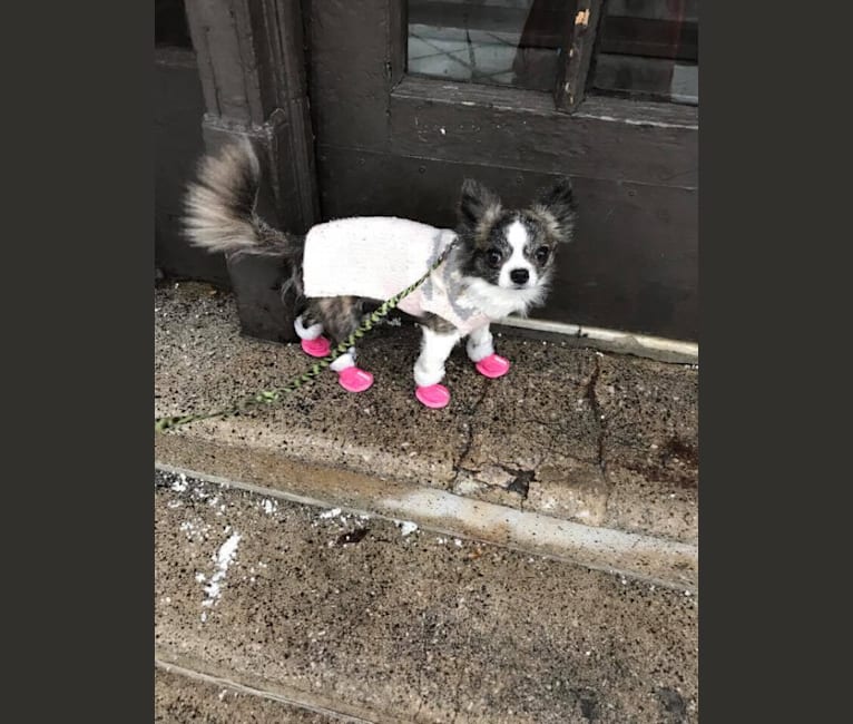 Fifi, a Chihuahua tested with EmbarkVet.com