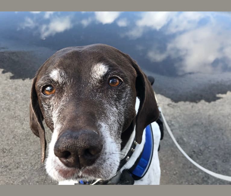 Musket, a German Shorthaired Pointer tested with EmbarkVet.com