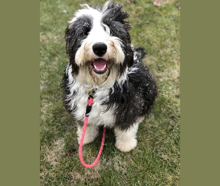 Embark Dog DNA Test Breed