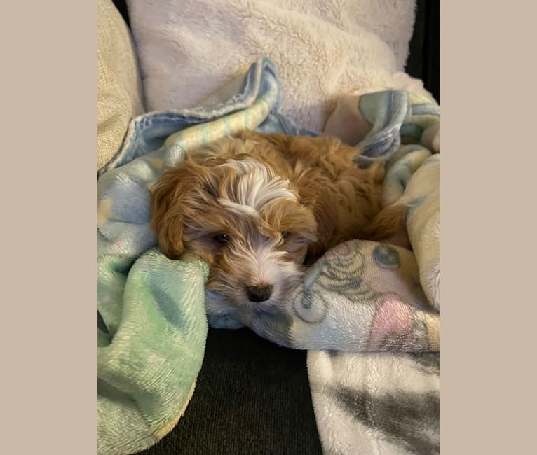 Honey Bear, a Bichon Frise and Russell-type Terrier mix tested with EmbarkVet.com