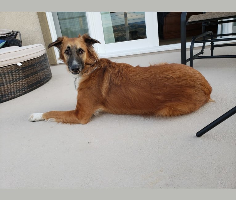 Photo of Maverick, an Arabian Village Dog  in Dubai, Dubai, United Arab Emirates