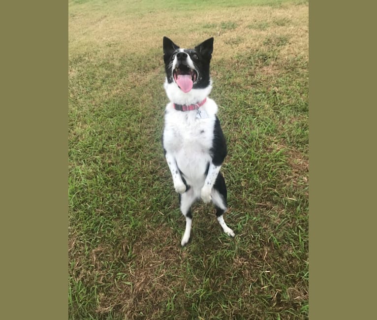 Maya, a Border Collie and Australian Cattle Dog mix tested with EmbarkVet.com