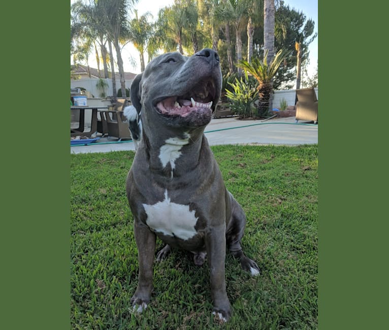 Left Brain, an American Bully and American Bulldog mix tested with EmbarkVet.com