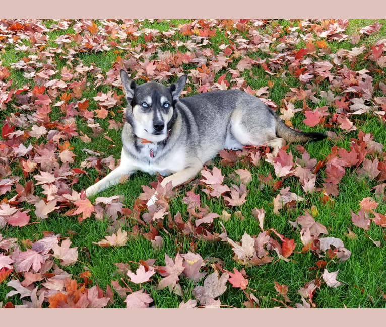 Photo of Capone, a Siberian Husky, Norwegian Elkhound, and American Pit Bull Terrier mix in Michigan, USA