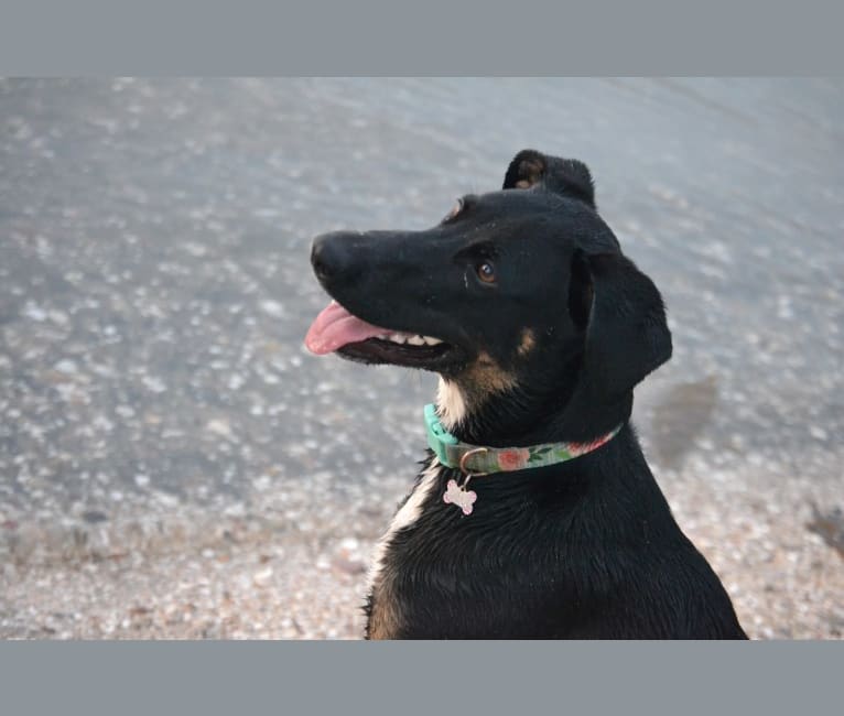 Callie, a German Shepherd Dog and Doberman Pinscher mix tested with EmbarkVet.com