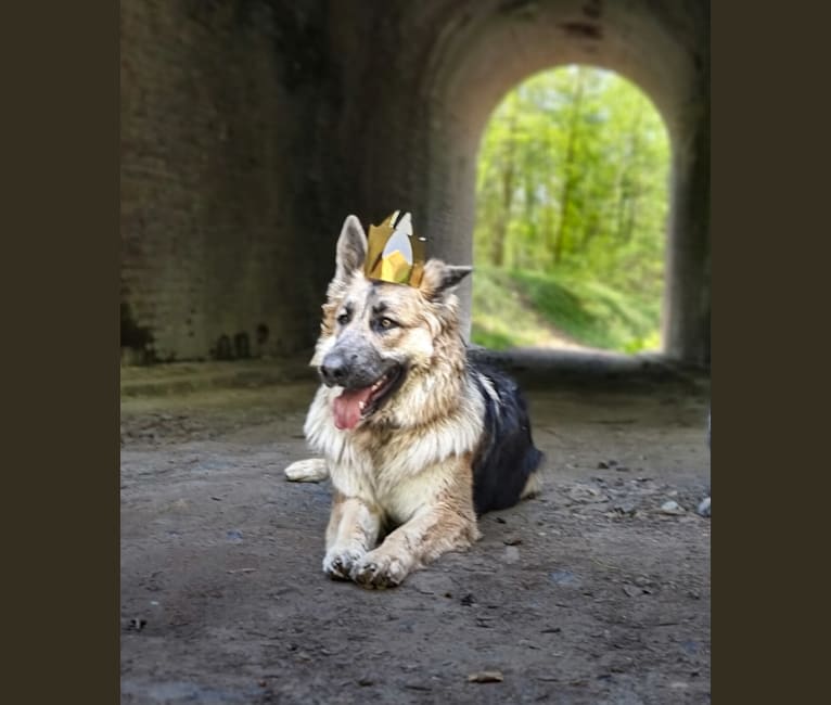 Scarlet, a German Shepherd Dog tested with EmbarkVet.com