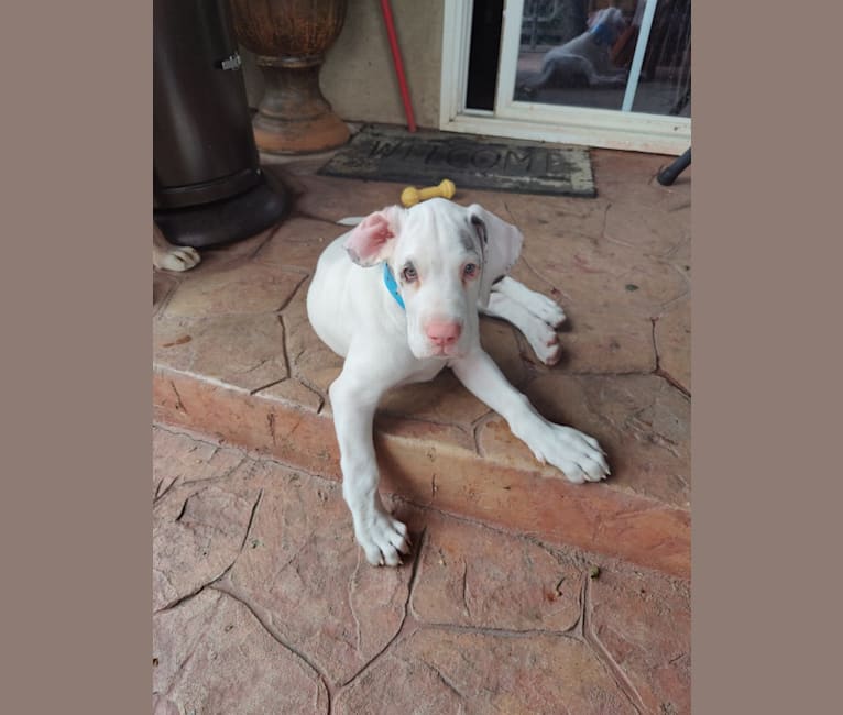 Urso, a Great Dane tested with EmbarkVet.com