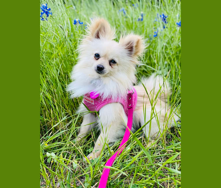 Sofia, a Pomeranian tested with EmbarkVet.com